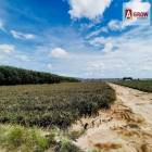 ขายที่ดิน ขนาดพื้นที่ 29-3-96 ไร่ ผังสีม่วง ปลวกแดง ระยอง  