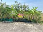 ขายที่ดิน  200 ตารางวา  หมู่บ้านพฤกษาแลนด์ บ้านบึง   ชลบุรี