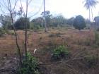 ขายที่ดินสวนมะพร้าว ใกล้หาดหน้าทอน เกาะสมุย 11-0-35.8 ไร่, 3 ลบ./
