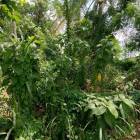 ขายที่ดินเปล่า ติดอมตะซิตี้ มาบยางพร ปลวกแดง ระยอง