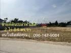 ขายที่ดินเปล่าสวย ทําเลดี อ.ปราณบุรี ใกล้ทะเล หัวหิน 2 ไร่ 84 ตร.ว. โทร 096-1479084