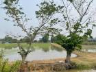 ขาย ที่ดินเปล่า อำเภอลำลูกกา ปทุมธานี