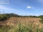 ขายที่ดิน 69 ไร่ ตำบลนาเฉลียง อำเภอหนองไผ่ เพชรบูรณ์