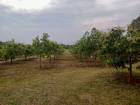 ขายที่ดิน สวนมะม่วง เนื้อที่ 16-0-34 ไร่ ทำเลดีมาก
